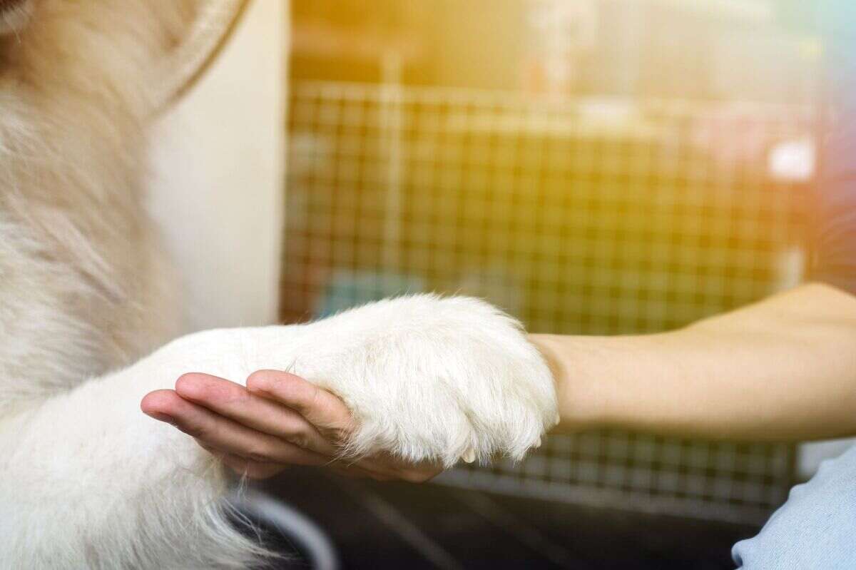 bioclean-pet cleanup