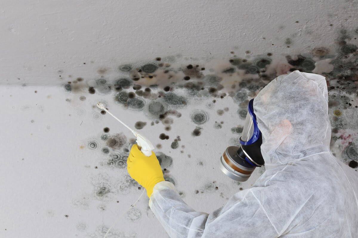 Mold removal worker