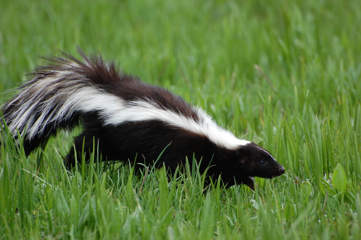 Skunk Odor Removal